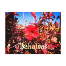 Red Hibiskus Bahamas