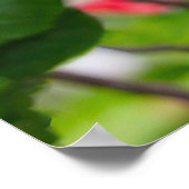 Red Hibiskus Blumen Poster (Ecke)