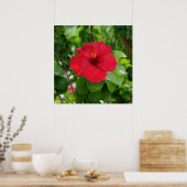 Red Hibiskus Blumen Poster (Küche)