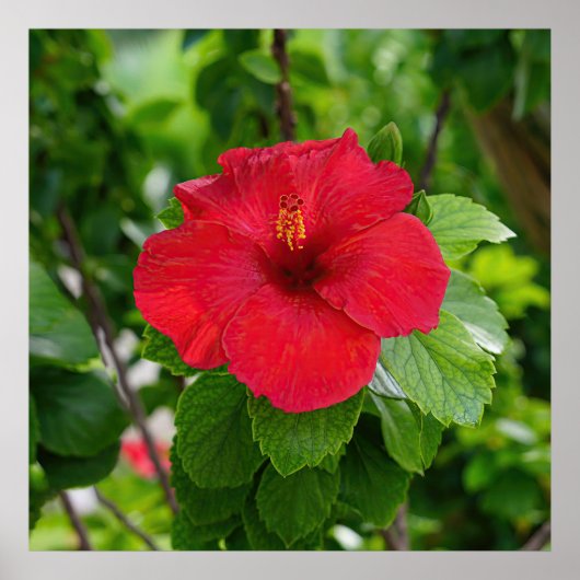 Red Hibiskus Blumen Poster (Vorne)
