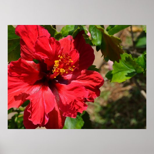 Red Hibiskus Canvas Print Poster (Vorne)