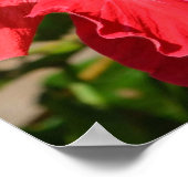 Red Hibiskus Canvas Print Poster (Ecke)