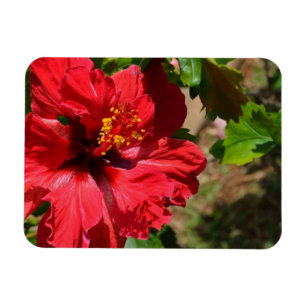Red Hibiskus Magnet