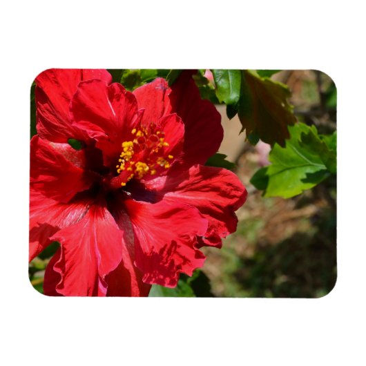 Red Hibiskus Magnet (Horizontal)