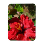 Red Hibiskus Magnet (Vertikal)