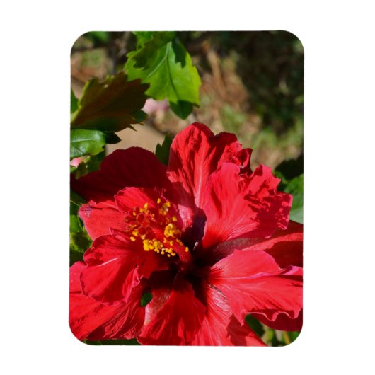 Red Hibiskus Magnet (Vertikal)