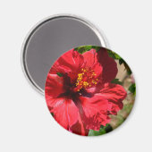 Red Hibiskus Magnet (Vorderseite/Rückseite)