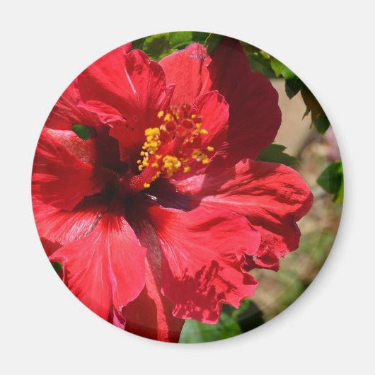 Red Hibiskus Magnet (Vorne)