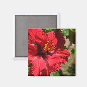 Red Hibiskus Magnet (Vorderseite/Rückseite)