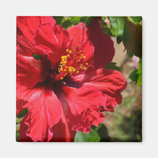 Red Hibiskus Magnet (Vorne)