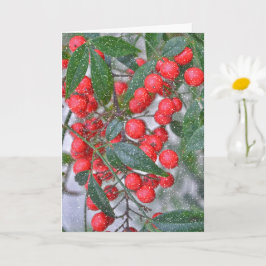 Red Holly Berry Branch und Snow Holiday Weihnachte Karte