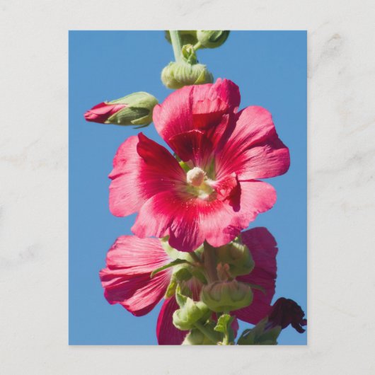 Red Hollyhock Against a Blue Sky Postkarte (Vorderseite)