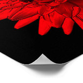 Red Hot Dahlia Blume Poster (Ecke)