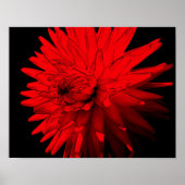 Red Hot Dahlia Blume Poster (Vorne)