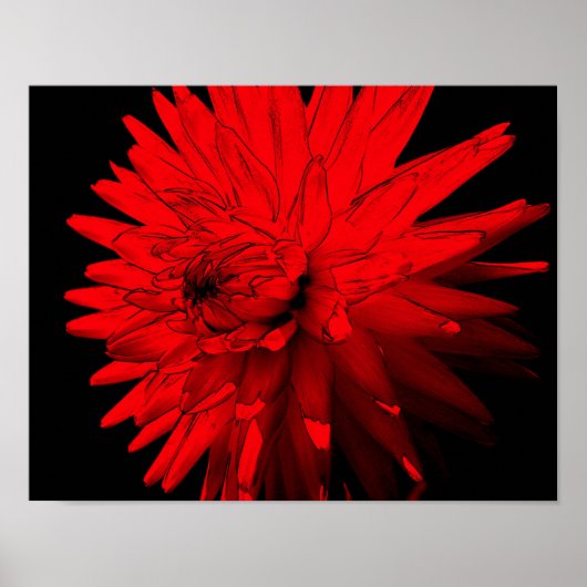 Red Hot Dahlia Blume Poster (Vorne)