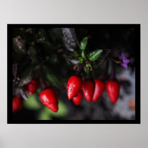 Red Hot Garden Salsa Chili Paprikaschoten. Poster
