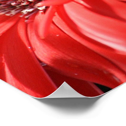 Red Hot Gerbera Poster (Ecke)