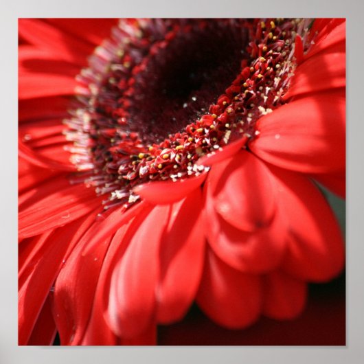Red Hot Gerbera Poster (Vorne)