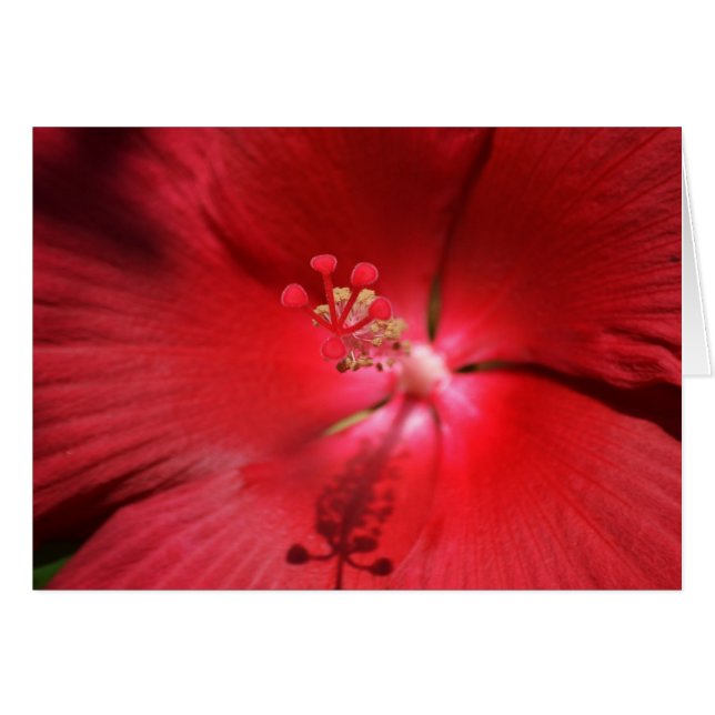 Red Hot Hibiskus (Vorderseite (Horizontal))
