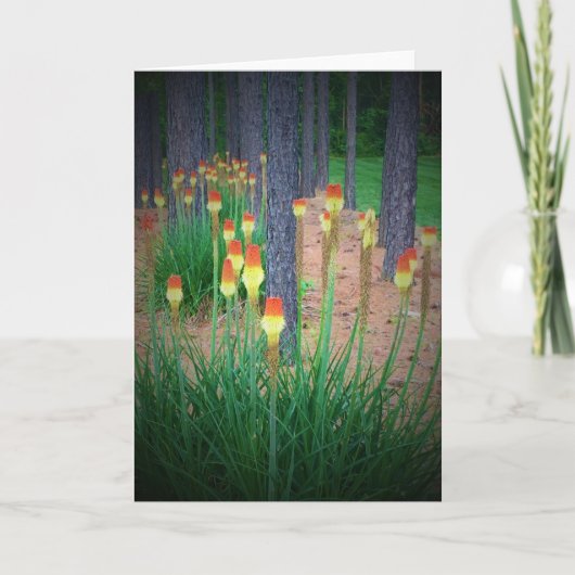 Red Hot Pokers, Karte (Vorderseite)