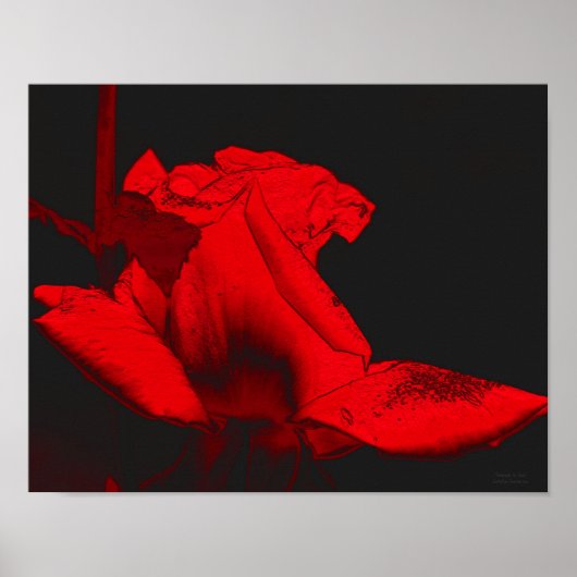 Red Hot Rosenknospe Abstrakt Blumen Art Poster (Vorne)