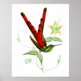 Red Hummingbird No.10 Antique Vogel Poster Print.