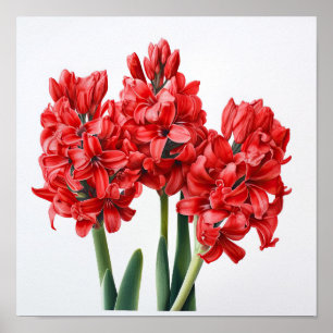 Red Hyacinth Blumen Art Print Poster