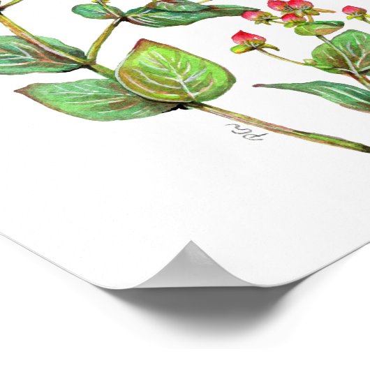 Red Hypericum Berry Poster (Ecke)