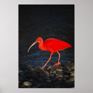 Red Ibis Poster