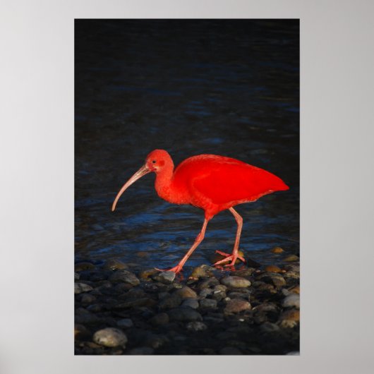 Red Ibis Poster (Vorne)