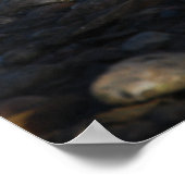 Red Ibis Poster (Ecke)