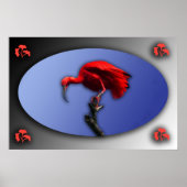 Red Ibis Poster (Vorne)