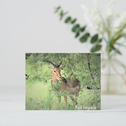 Red Impala Africa Postkarte (Stehend Vorderseite)