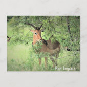 Red Impala Africa Postkarte (Vorderseite)
