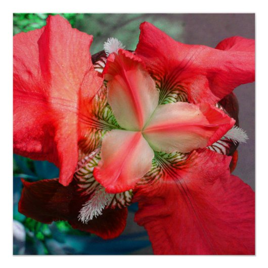 Red Iris Blume Perfect Poster (Vorderseite)