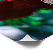 Red Iris Blume Perfect Poster (Ecke)