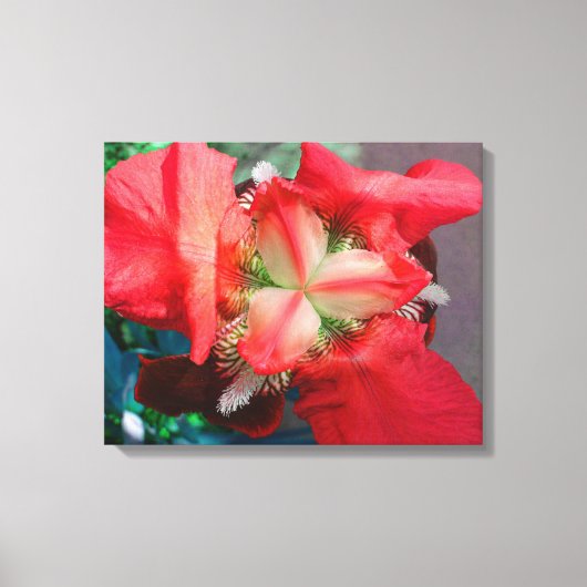 Red Iris Leinwand (Vorderseite)