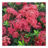 Red Ixora Cluster Poster (Vorderseite)