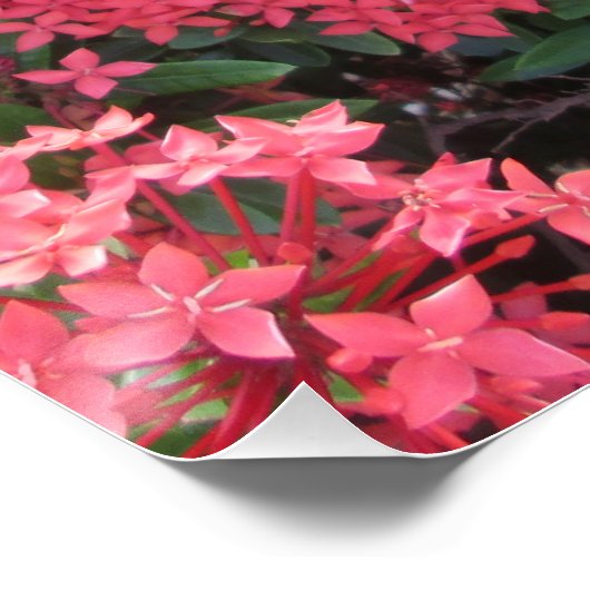 Red Ixora Cluster Poster (Ecke)