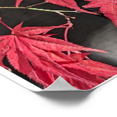 Red Japanese Maple Leaf Shadows Poster (Ecke)