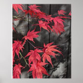 Red Japanese Maple Leaf Shadows Poster (Vorne)