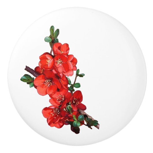 Red Japanese Quince Blossom weiß Keramikknauf (Vorderseite)