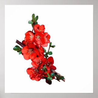 Red Japanese Quince Blossom weiß Poster
