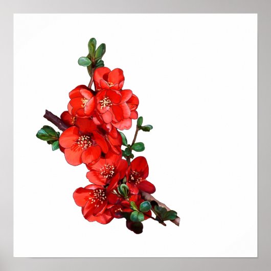 Red Japanese Quince Blossom weiß Poster (Vorne)