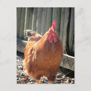 Red Jigsaw Postkarte