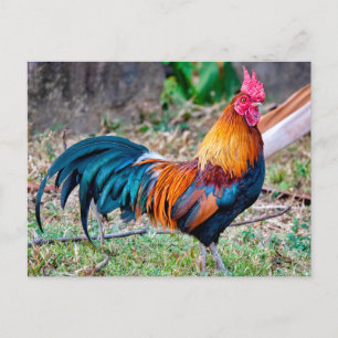 Red junglefowl postkarte
