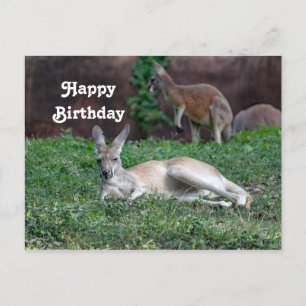 Red Kangaroo 6950 Geburtstag Postkarte