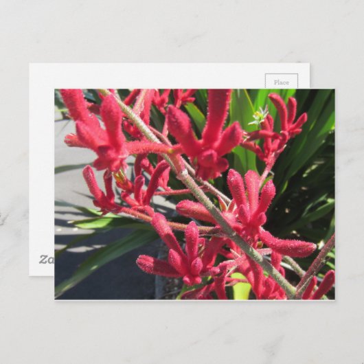 Red Kangaroo Paw Postkarte (Vorne/Hinten)