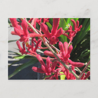 Red Kangaroo Paw Postkarte