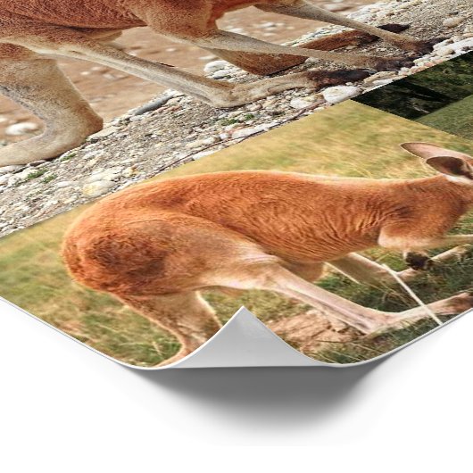 Red Kangaroo Poster (Ecke)